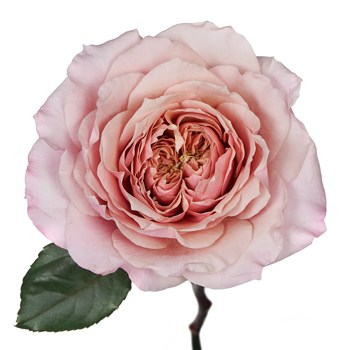 Heart's Desire Garden Rose Stem