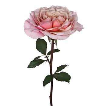 Heart's Desire Garden Rose Side Stem View