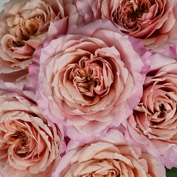 Heart's Desire Garden Roses up close