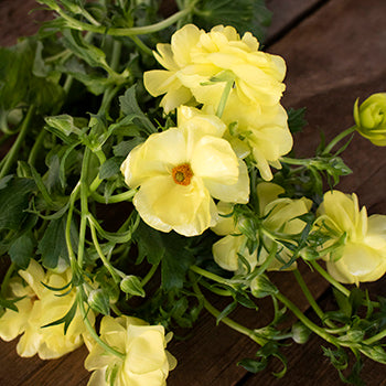 Helios Cream Pale Yellow Butterfly Ranunculus Wholesale Flower FlatLay