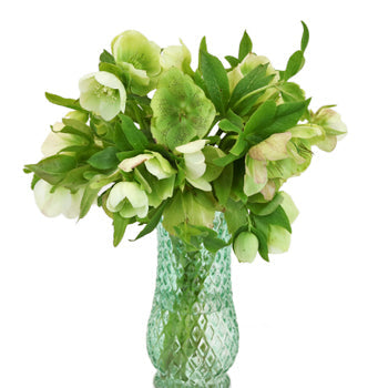Chartreuse Envy Designer Hellebore Flowers