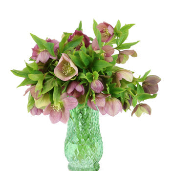 Rose Berry Wedding Designer Hellebore Flowers