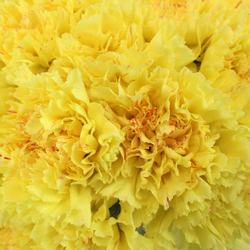 Yellow Carnations Flowers