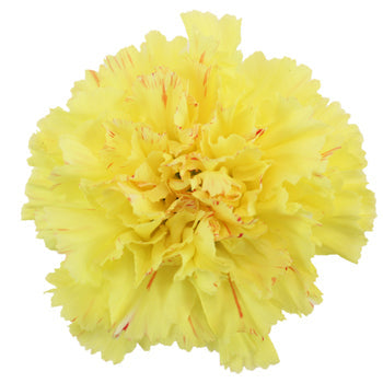Hermes Yellow Carnation Flower Bloom