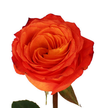High and Intenzz Fresh Rose