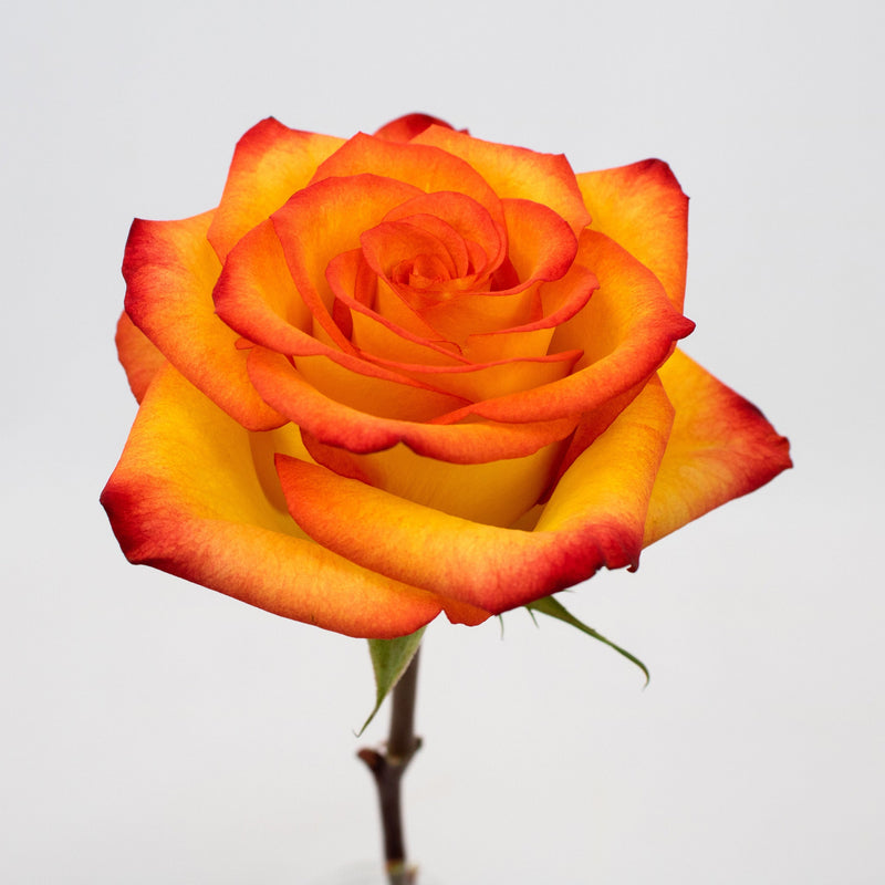 High and Magic Yellow and Red Rose Stem