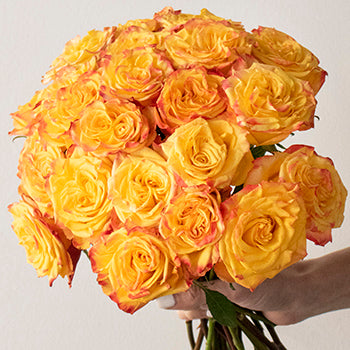 Highflame yellow orange Roses up close