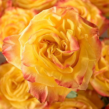 Highflame Yellow Orange Wholesale Rose Bunch in a hand