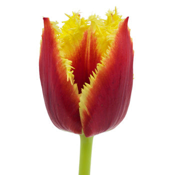 Highway Red and Yellow Frill Tulip Wholesale Flower Up close