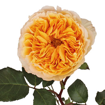 Honeybee David Austin Garden Rose Stem