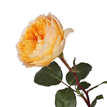 Honeybee David Austin Garden Rose Side Stem View
