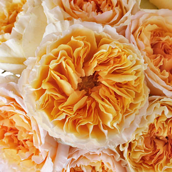 Honeybee David Austin Garden Roses up close