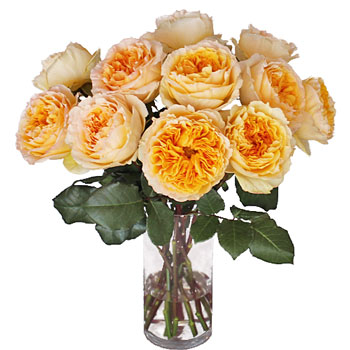 Honeybee David Austin Garden Wholesale Roses In a vase
