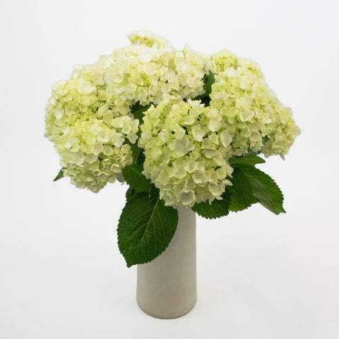 Honeydew Green Hydrangea Flower Bunch in Vase