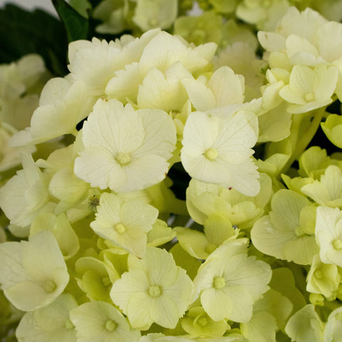 Honeydew Green Hydrangea Wholesale Flower Up close