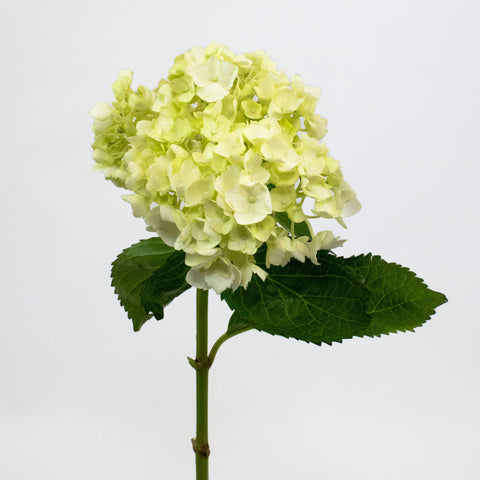 Honeydew Green Hydrangea Flower Stem