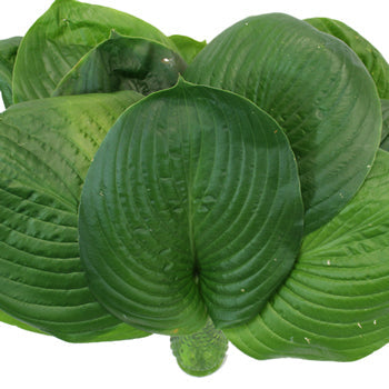 Hosta Bulk Leaf Greenery