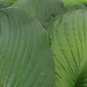 Hosta Bulk Leaf Greenery