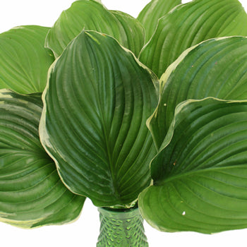 Wholesale Hosta Variegated Greenery