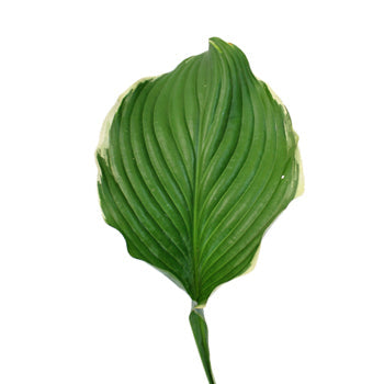 Wholesale Hosta Variegated Greenery