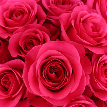 Hot Party Hot Pink Rose