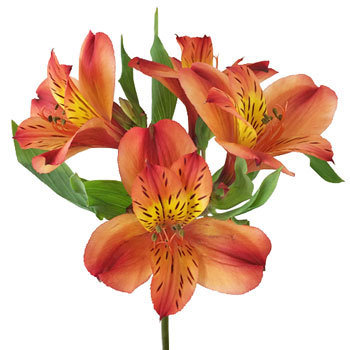 Hot Pepper Dark Orange alstroemeria Wholesale Flower Stem