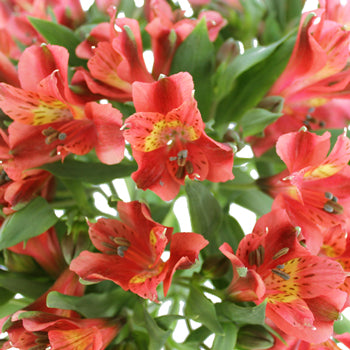 Hot Pepper Dark Orange Alstroemeria Wholesale Flower Up close