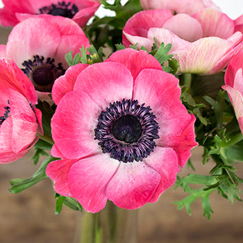 Hot Pink Anemone Wholesale Flower Upclose