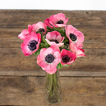 Hot Pink Anemone Wholesale Flower Bloom