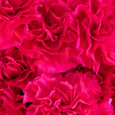 Hot Pink Carnation Flower Up Close