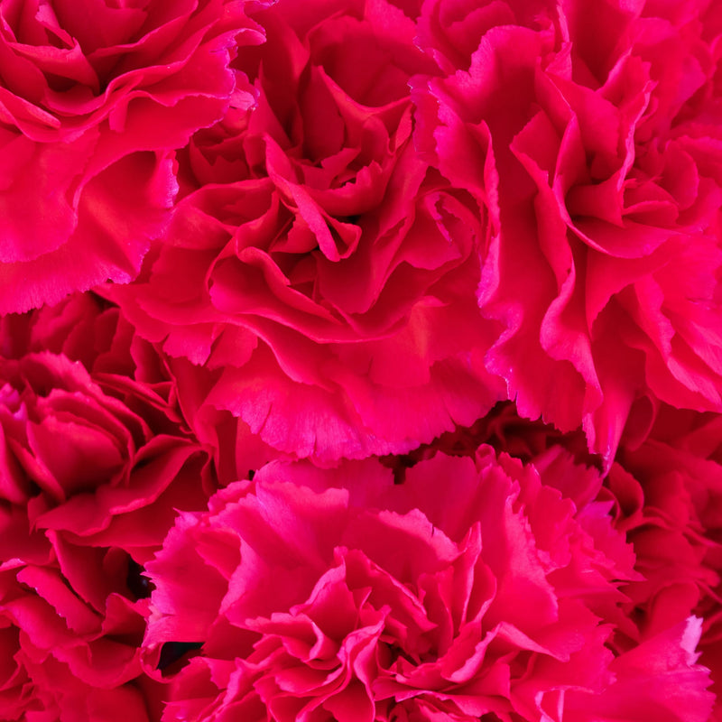 Hot Pink Carnation Flower Up Close