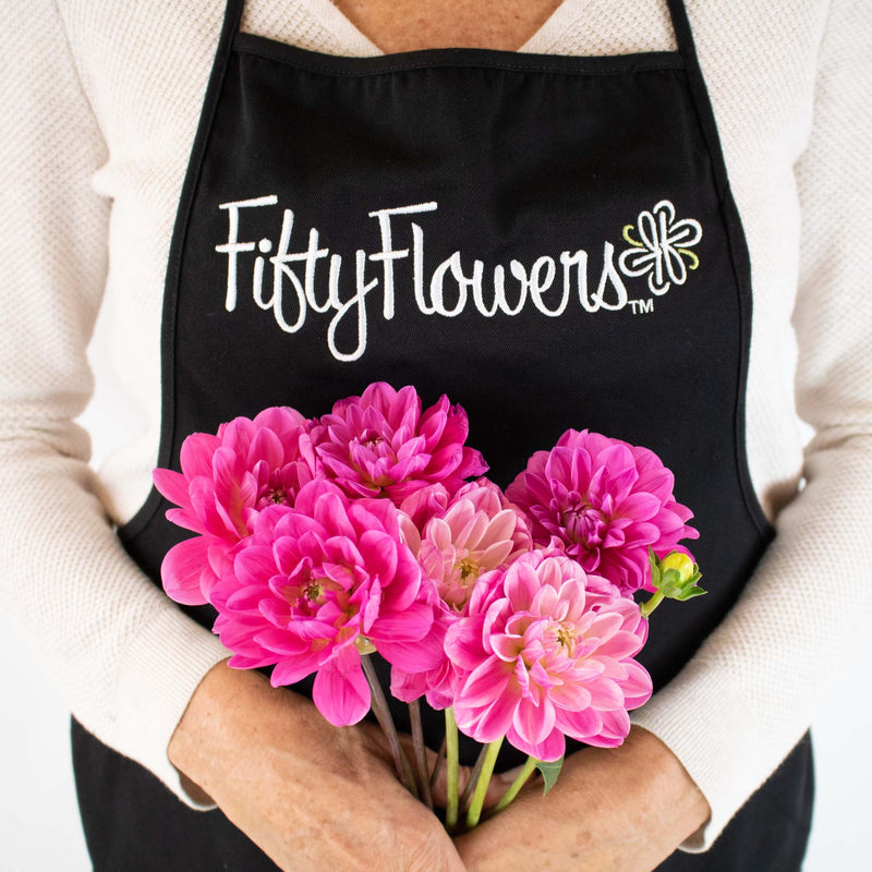 Hot Pink Dahlia Flower Bunch in Hand