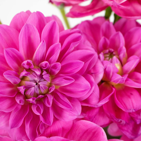 Hot Pink Dahlia Flower Up Close