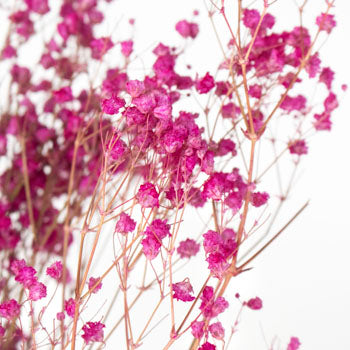 Dried Gypsophila Flower Hot Pink