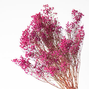 Dried Gypsophila Flower Hot Pink