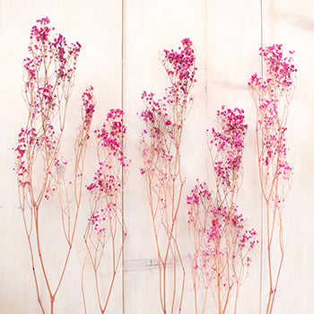 Dried Gypsophila Flower Hot Pink