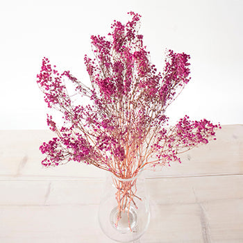 Dried Gypsophila Flower Hot Pink