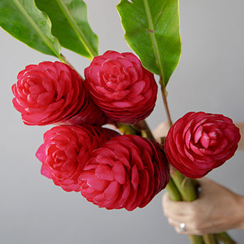 Hot Pink Tropical Ginger