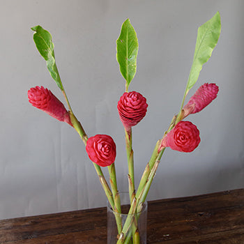 Hot Pink Tropical Ginger
