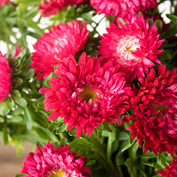Hot Pink Matsumoto Flowers