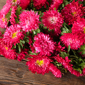 Hot Pink Matsumoto Flowers