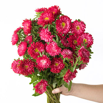 Hot Pink Matsumoto Flowers