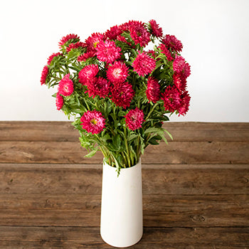 Hot Pink Matsumoto Flowers