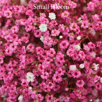 Hot Pink Airbrushed Baby's Breath