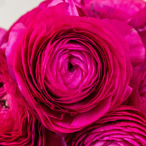 Hot Pink Ranunculus Wholesale Flower Upclose