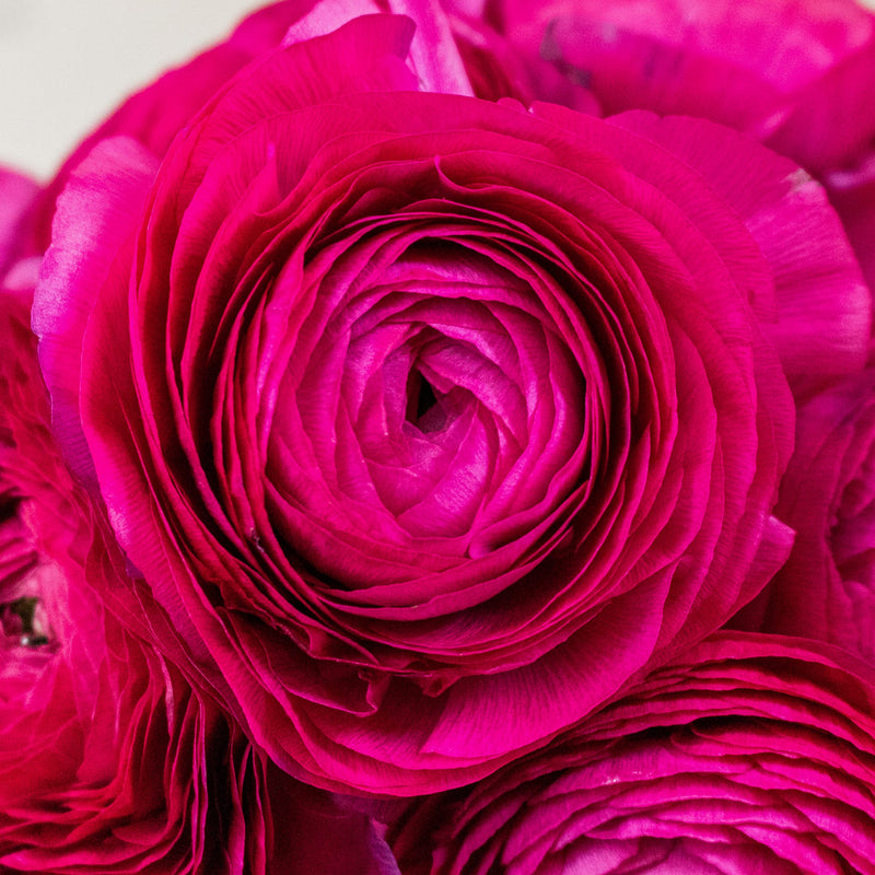 Hot Pink Ranunculus Wholesale Flower Upclose