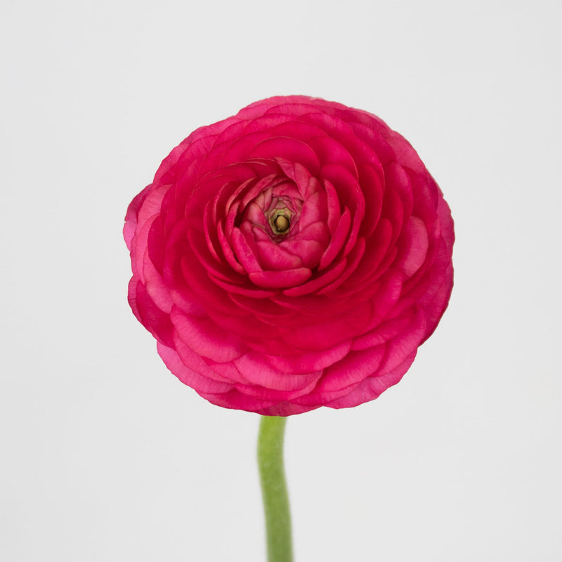 Hot Pink Ranunculus Flower Stem