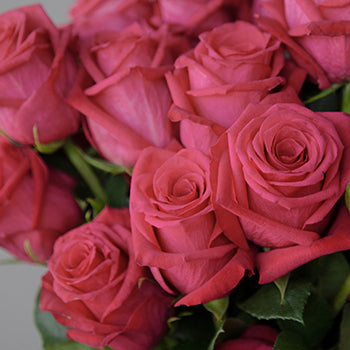 Grace Kelly Hot Pink Roses