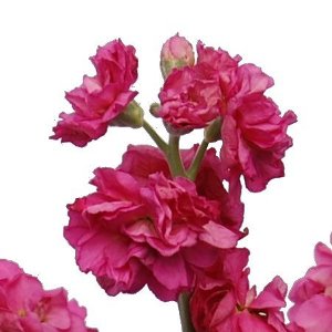 Hot Pink Spray Stock Wholesale Flower Upclose