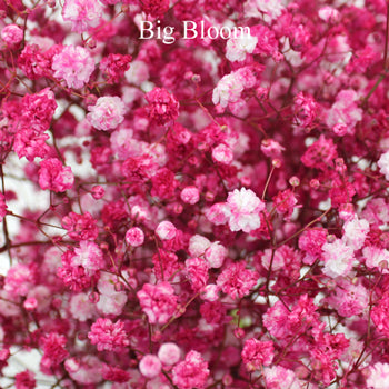Hot Pink Airbrushed Baby's Breath